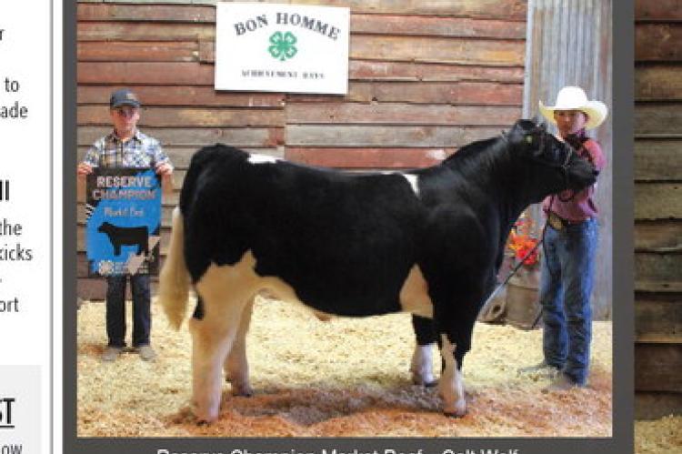 Reserve Champion Market Beef – Colt Wolf