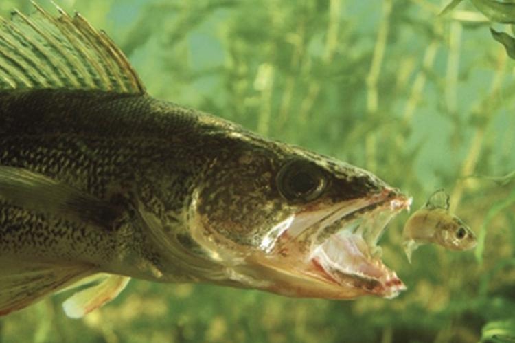THE HISTORY OF ANGLING