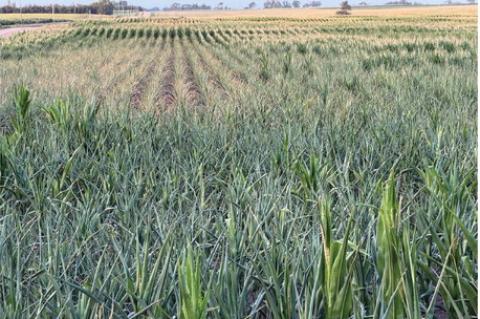 Area corn is showing the effects of weeks without much rain. Some fields could still come back if a good soaking rain arrives soon, but others may already be too far gone, with farmers beginning to talk about cutting the corn for silage instead of grain. Photo by Scott Pechous