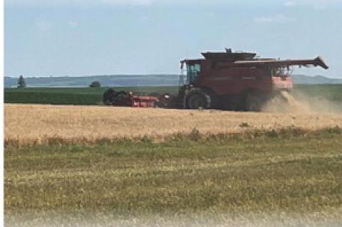 WHEAT HARVEST UNDERWAY NEAR LAKE ANDES