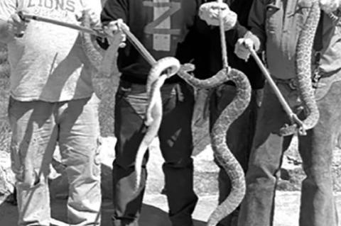 HOW TEXANS HUNT RATTLE SNAKES