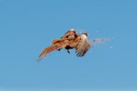 SOUTH DAKOTA PHEASANT HUNT OPENER COMMENCES
