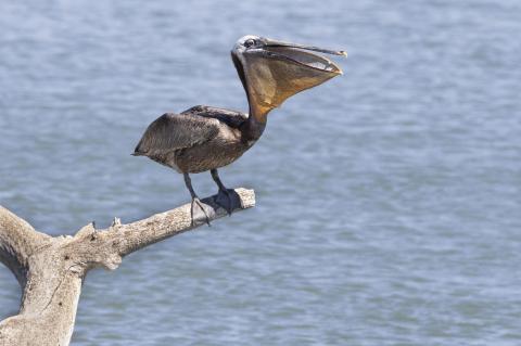 BROWN PELICAN SIGHTED IN SOUTH DAKOTA