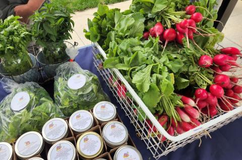 Article Image Alt Text