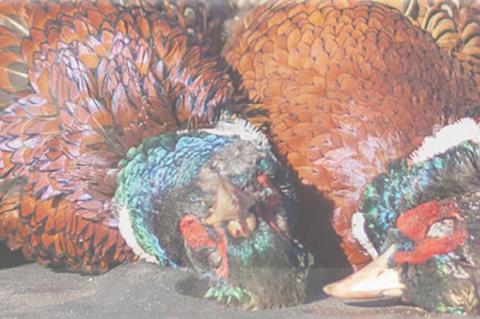 SOUTH DAKOTA PHEASANT HUNT OPENER COMMENCES