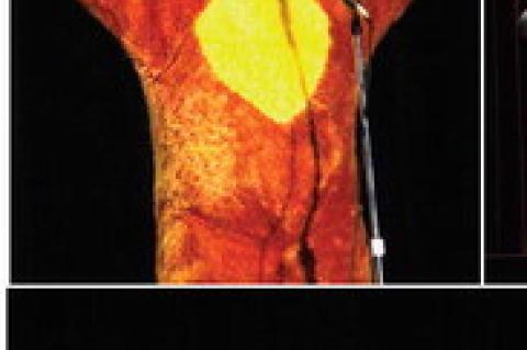 Article Image Alt Text